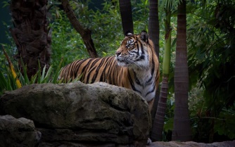Download wallpapers tiger, wildlife, wild cat, tigers, forest, wild animals for desktop free. Pictures for desktop free
