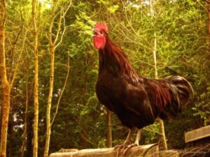 King of the Barnyard - Rooster Photograph by Yvon van der Wijk