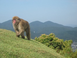 Monkey Mountain (Japan) - Travellerspoint Travel Photography