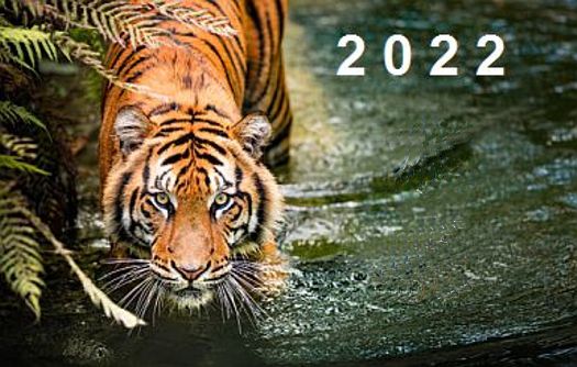 C:\Users\tian_\Pictures\Site Pictures\water_tiger_22.jpg