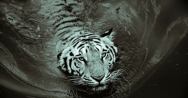 black_water_tiger