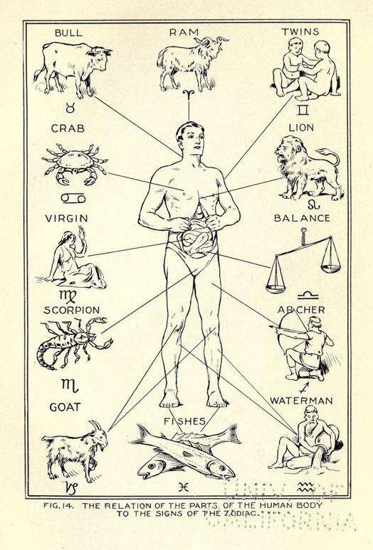 Zodiac signs rulership of body parts – Astrology – Astrology Forum