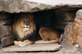 lion_in_lair