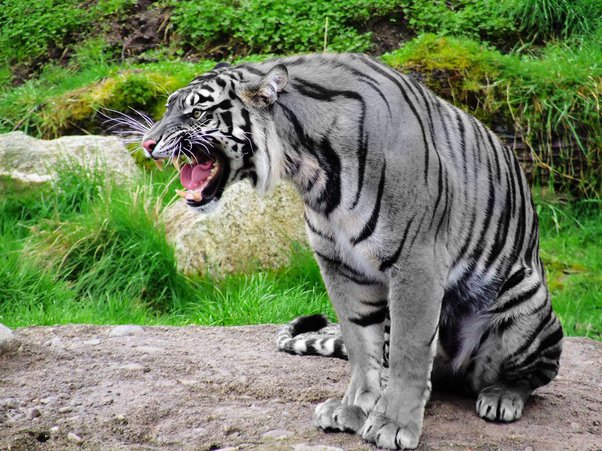 Where can you see a black tiger? - Quora