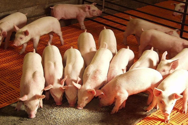 Grain from Ukraine — to pigs in Spain