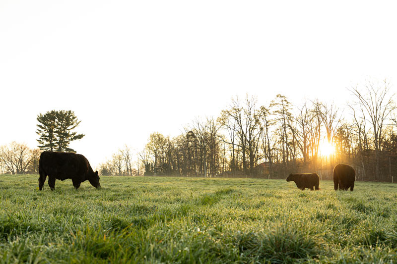 PHOTO STORY: A morning with our Grass-fed Beef Cattle - The Family Cow