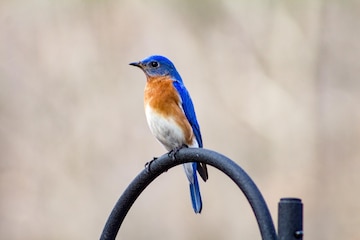 Premium Photo | Eastern bluebird perching on metallic gate