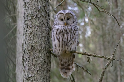 Page 2 | A wise old owl Photos - Download Free High-Quality Pictures | Magnific (formerly Freepik)